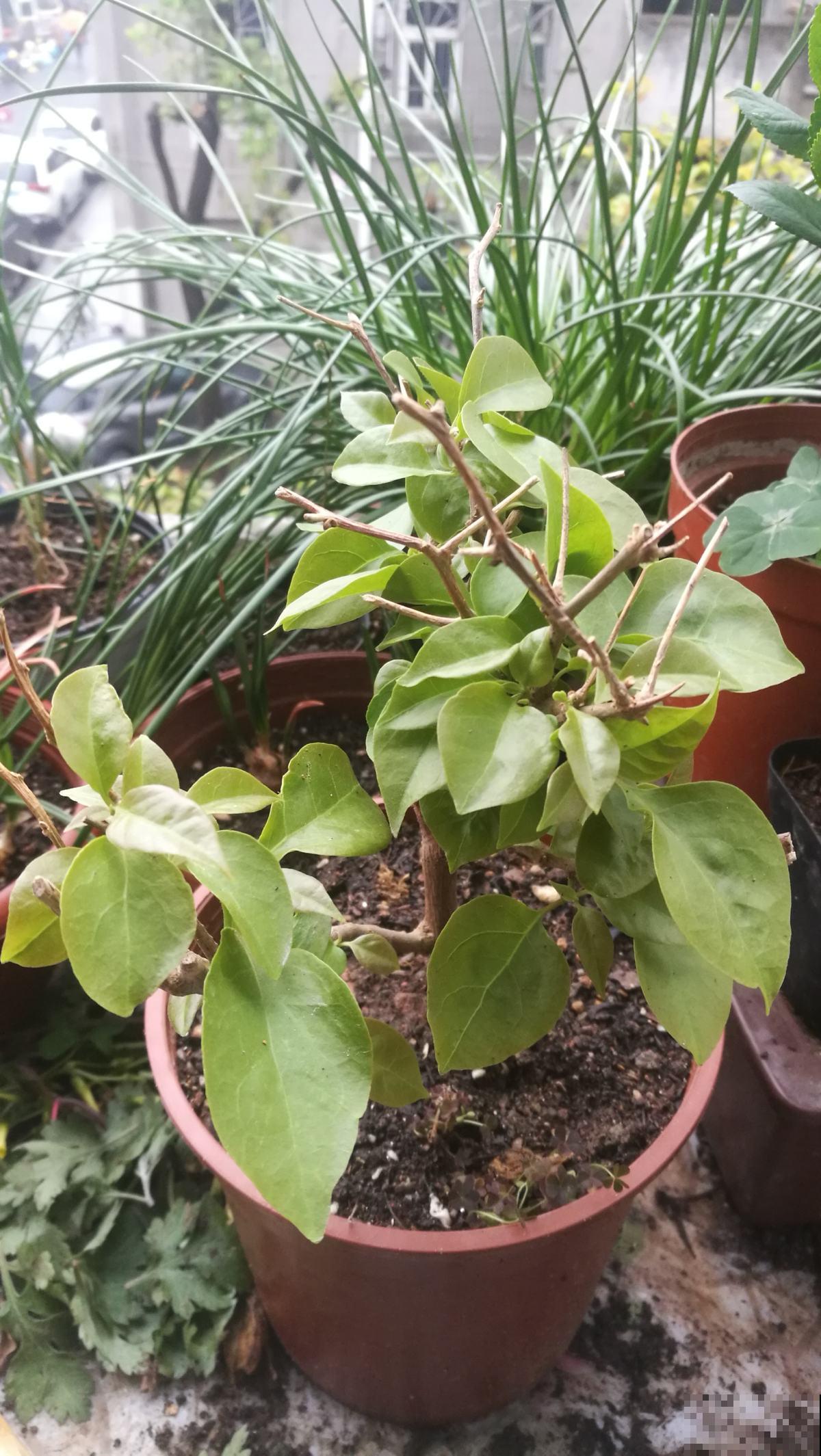 种花只长叶不开花，狠心剪一剪，呼呼长爆盆