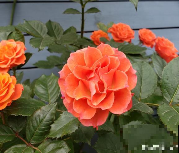 天热了，别给花乱施肥，小心烧根死翘翘！