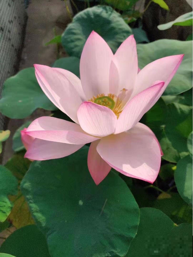 院子一半强光一般阴凉，那就养这6种花，喜阳耐阴好养活！