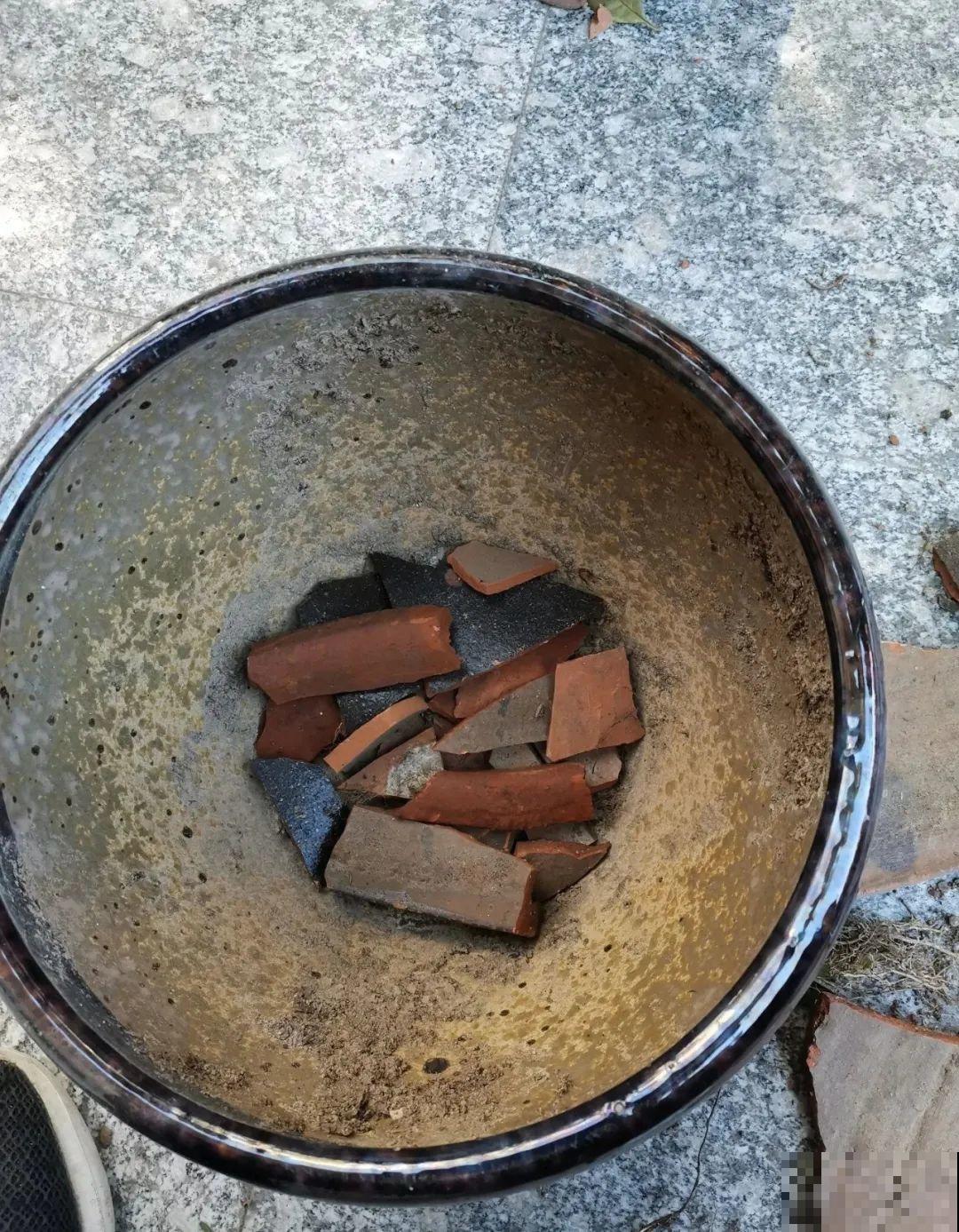 换盆的最佳时机到了，换完花儿就疯长，错过会后悔！