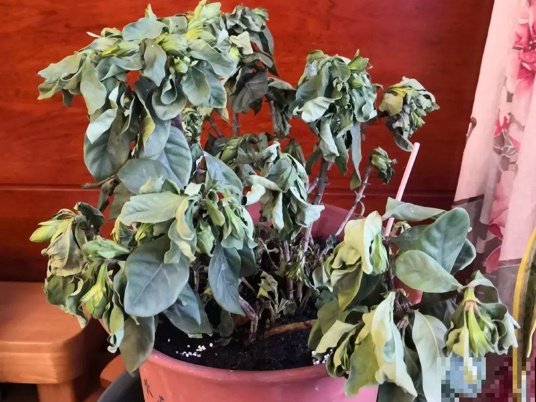 10种花，最怕换盆，换完活不过3天！