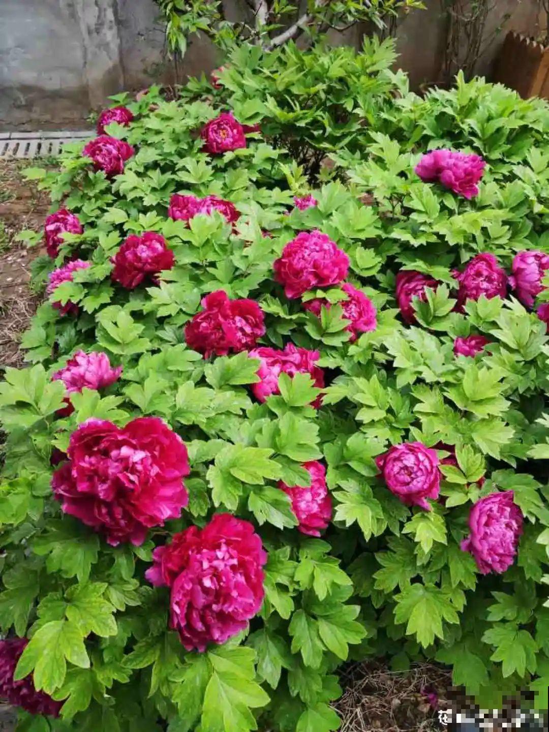 6种花种在大门口，花开一整片，镇宅又霸气！