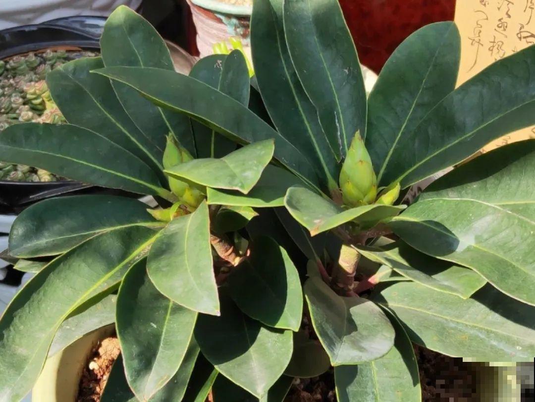 特名贵的杜鹃品种，开花比碗口还大，零下30℃冻不死！