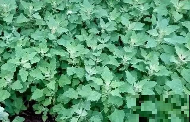 见过两米高的野菜吗？很多人看了不认识，其实掐点嫩芽超鲜香！