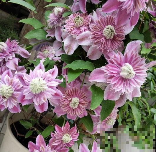 最厉害的爬藤花，俩月爬满一面墙，开花多得数不清！