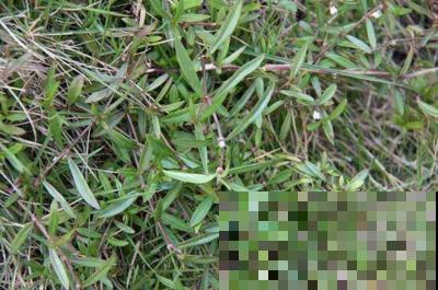 白花蛇草水你喝过吗？味道清奇，对身体极好，原料就是白花蛇舌草