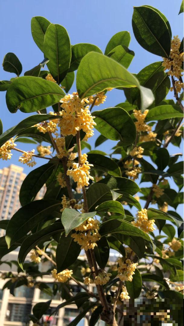 春天养桂花，现在注意3个方面，等到初秋开花才会多