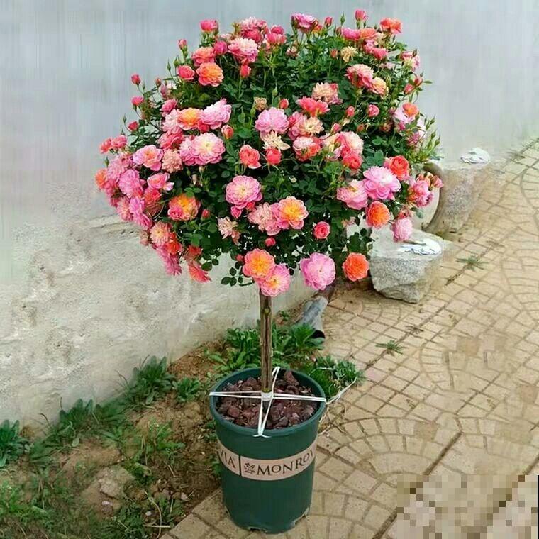 最适合养成棒棒糖的花，模样清新优雅，只需几步就能完成！