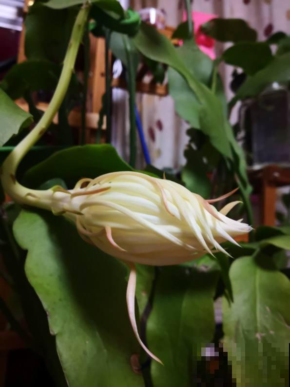 昙花切一截重要部位插土里，今年就能开花，神秘幽香惹人醉！