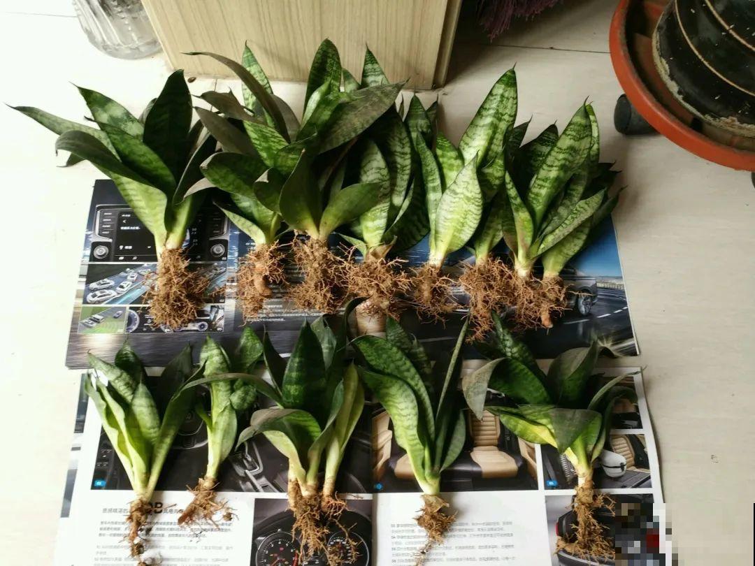 换盆的最佳时机到了，换完花儿就疯长，错过会后悔！