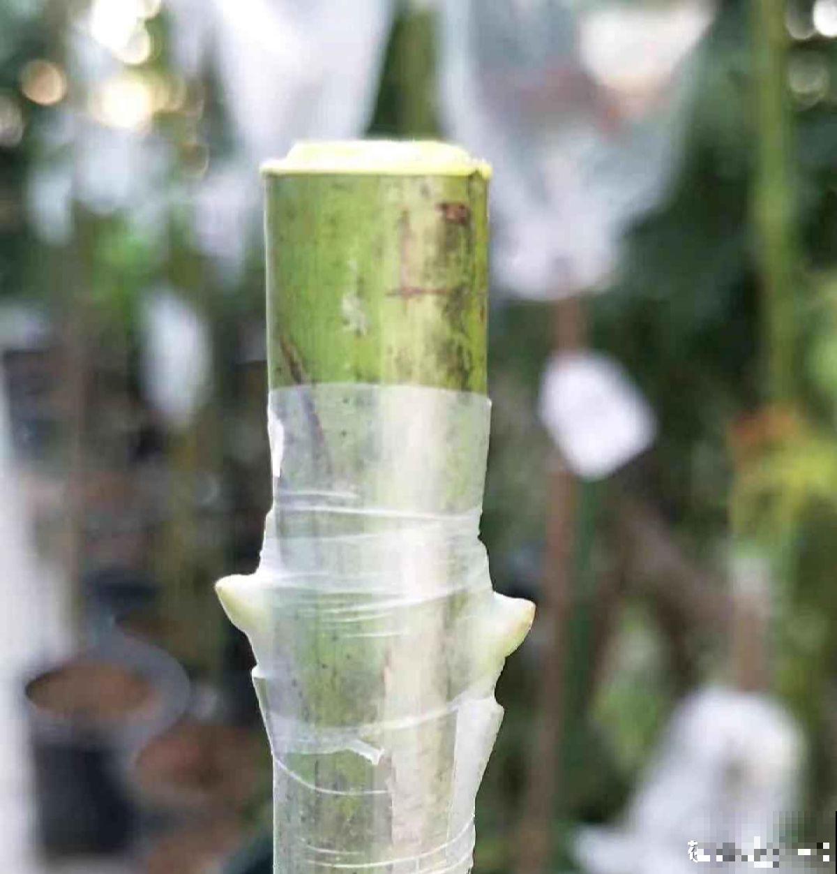 月季剪根枝条，绑在光杆子上，2年长成棒棒糖！