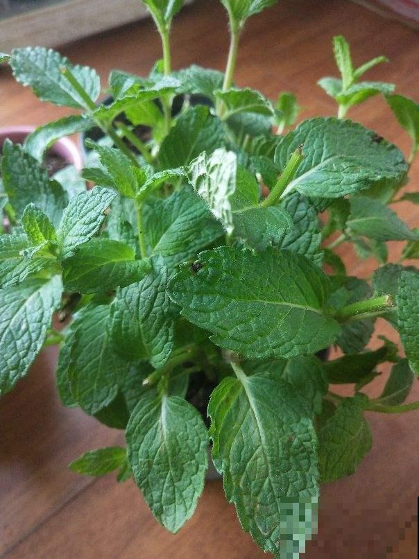 30年老中医的花谱，每一种都特养人，赶紧收藏