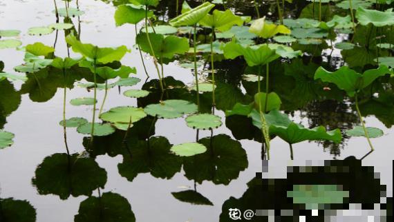 你的生日，对应的是哪种花，都进来看看吧！（上）