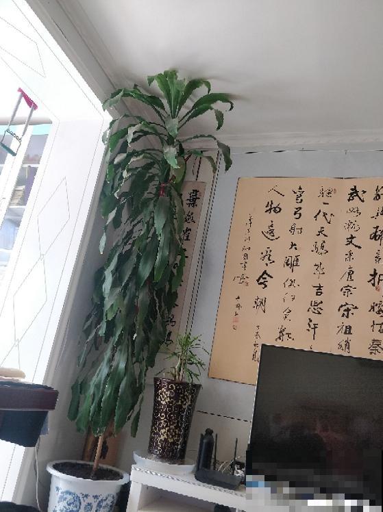 客厅养这6种花，净化空气长得快，都不用修剪！