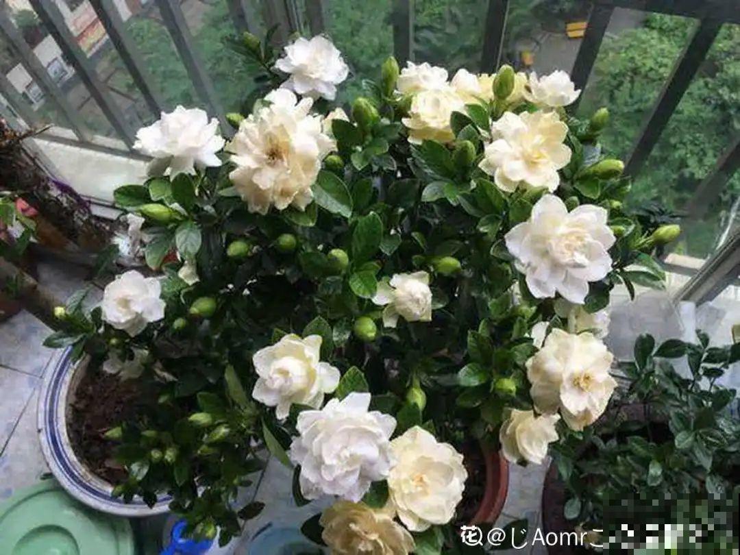公认难养的6种花，新手慎买，养不活还浪费钱