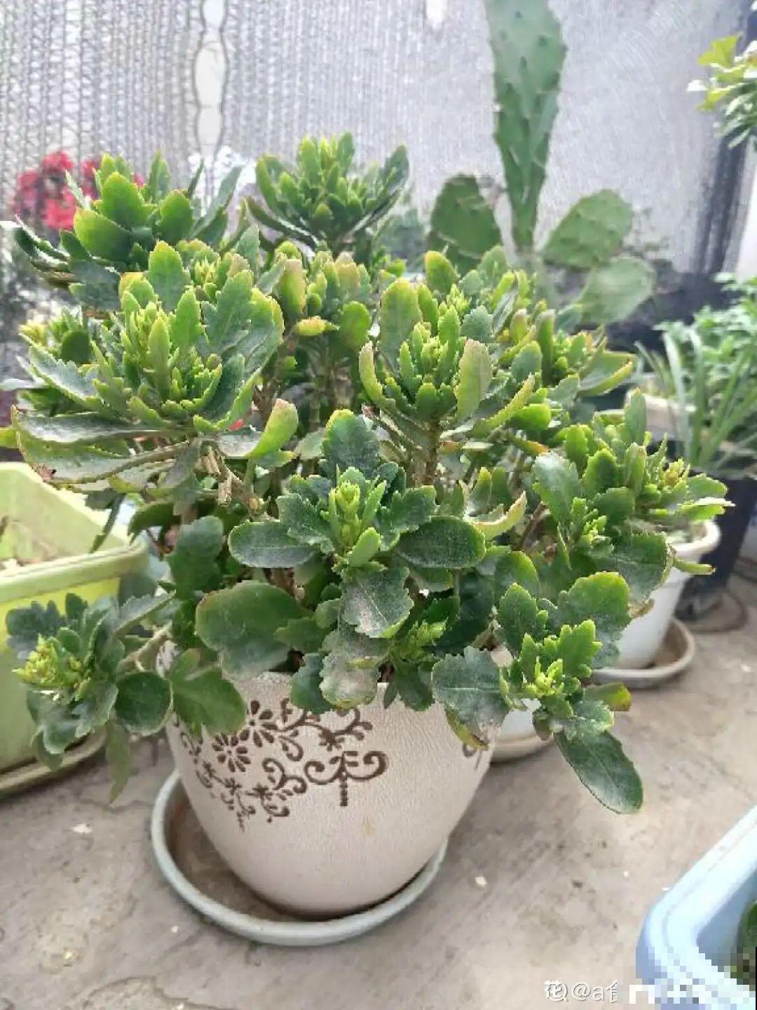 ！爱爬墙的20种花，嗖嗖爬满整面墙，看着心情就好