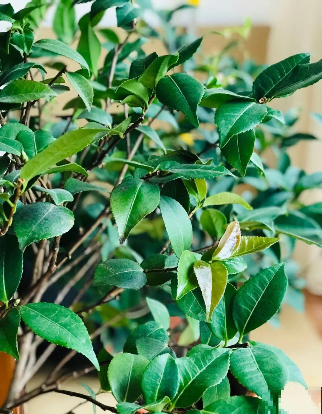 10种花，最怕换盆，换完活不过3天！