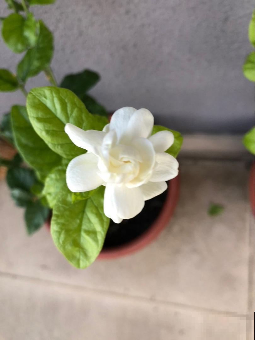 想让家里的花更香？这几个技巧学会后，家里像打翻香水瓶！