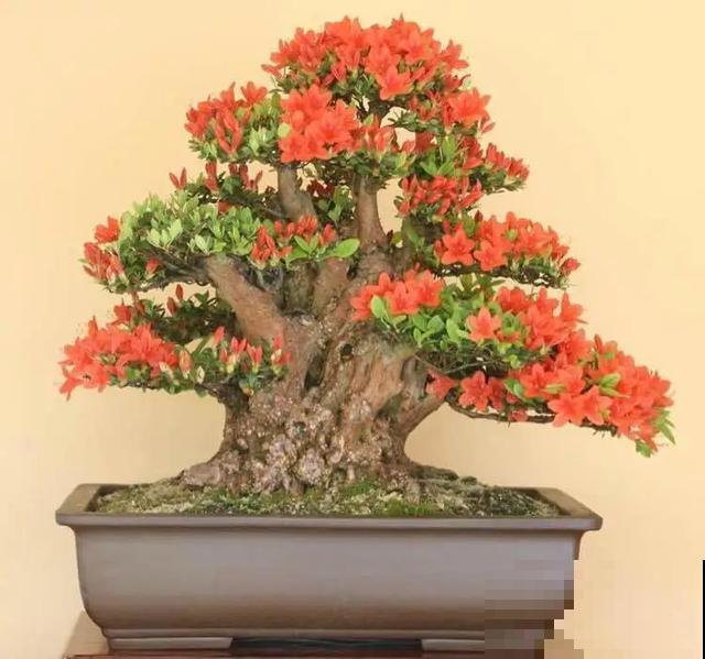 家里养盆虎皮兰，小花盆、挤着养，疯狂开花爆小崽！