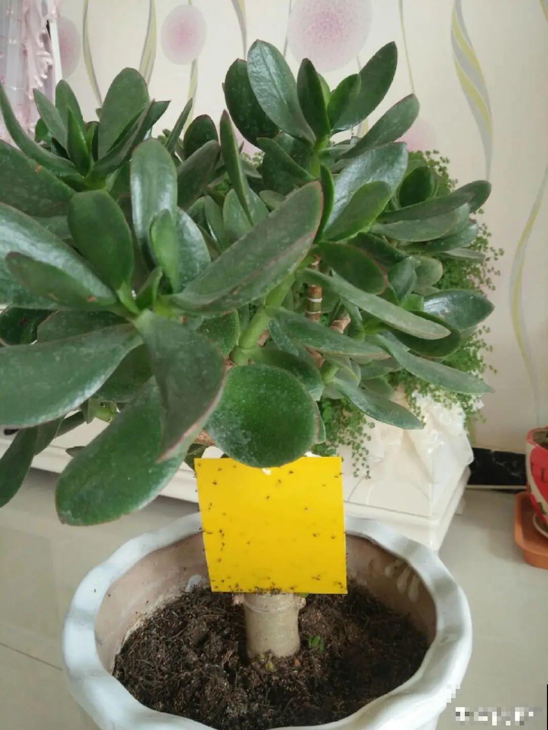 杀虫最安全的方法，挂个小黄板，简单效果好