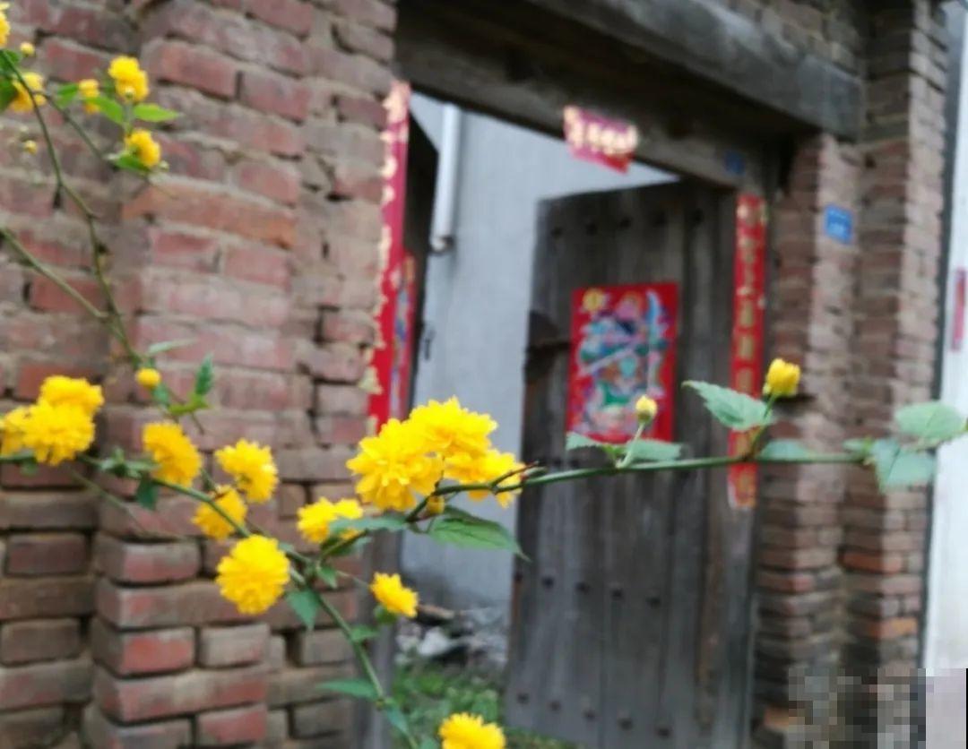 6种花种在大门口，花开一整片，镇宅又霸气！
