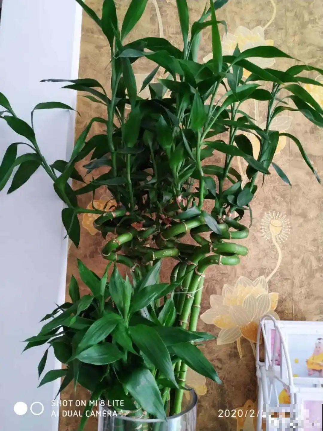 在家自制壮根水，7天浇一次，养出白胖萝卜根！