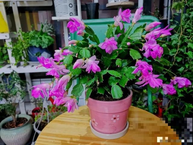 家里养盆虎皮兰，小花盆、挤着养，疯狂开花爆小崽！