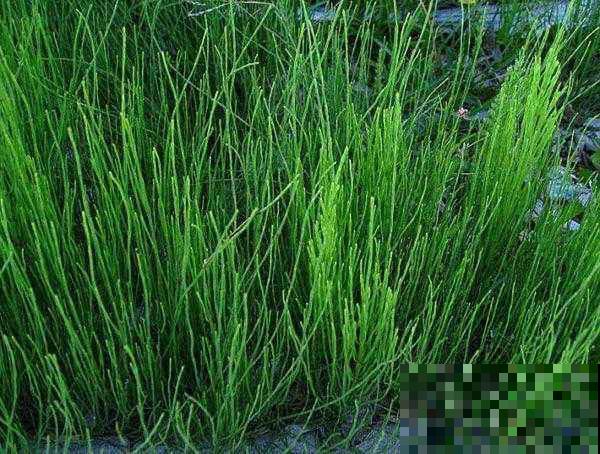 农村专门薅这野草喂牛，城里人买来当盆栽，居然这么仙气！
