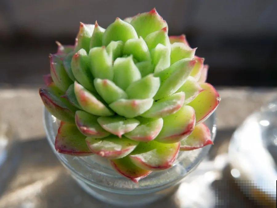 15种花超好活，掰个叉丢水里，自己发芽开出花！
