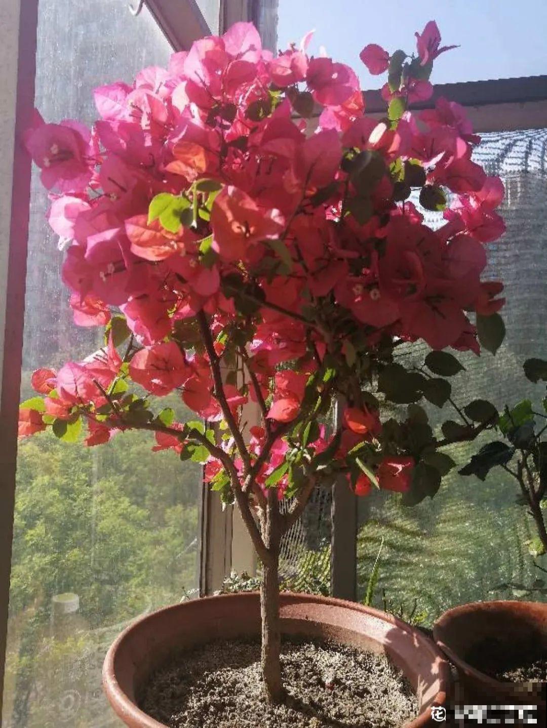 家里有这花，可以控制开花，想开几次都行！
