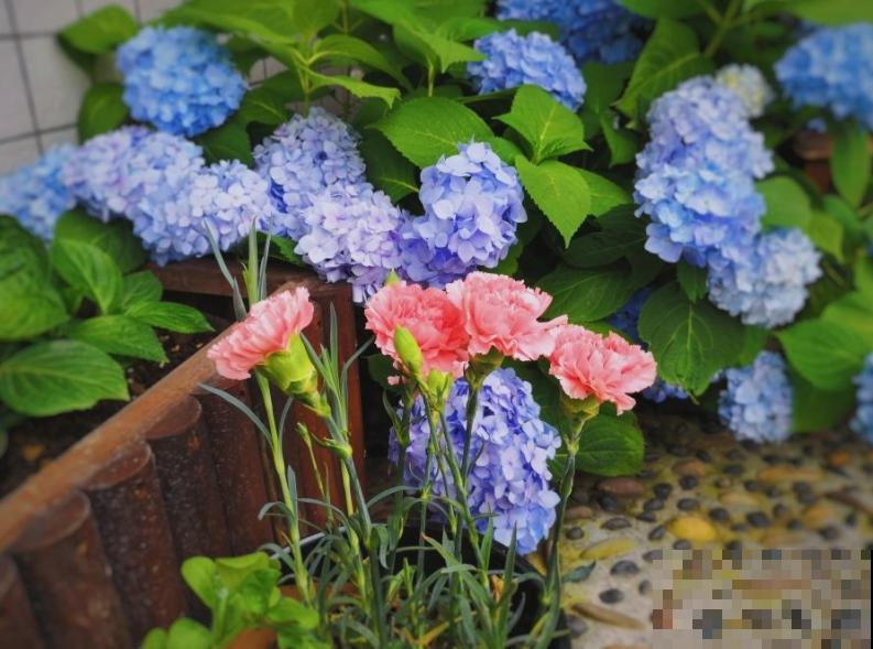 阳台院子，就养这几种花，一到4月开疯了！
