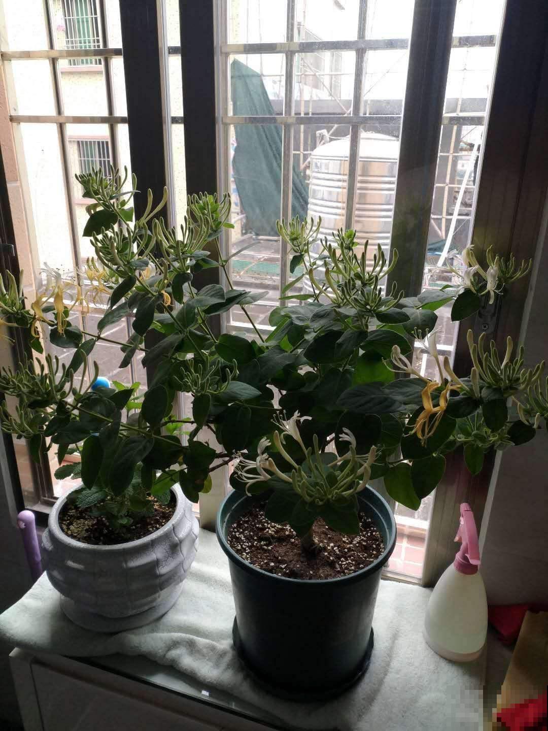 爬藤高手金银花，春天能开满花墙，花朵还有大用处！