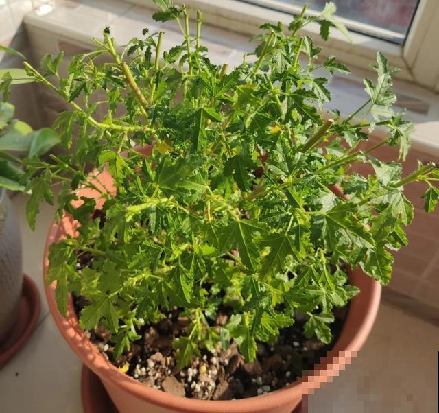嫌花长得丑，趁现在砍头，2个月脱胎换骨！