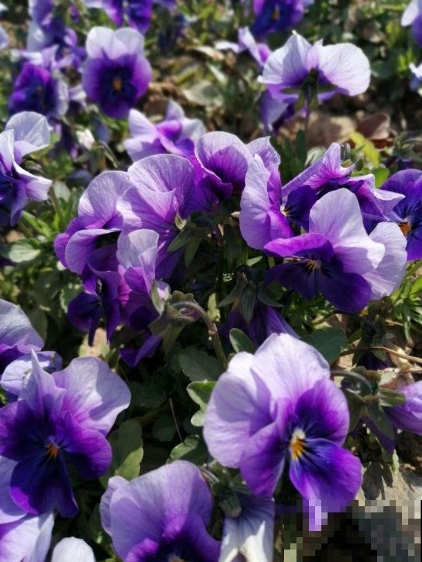 春天养这7种草花，开花像彩虹，养两盆就能把春天带回家