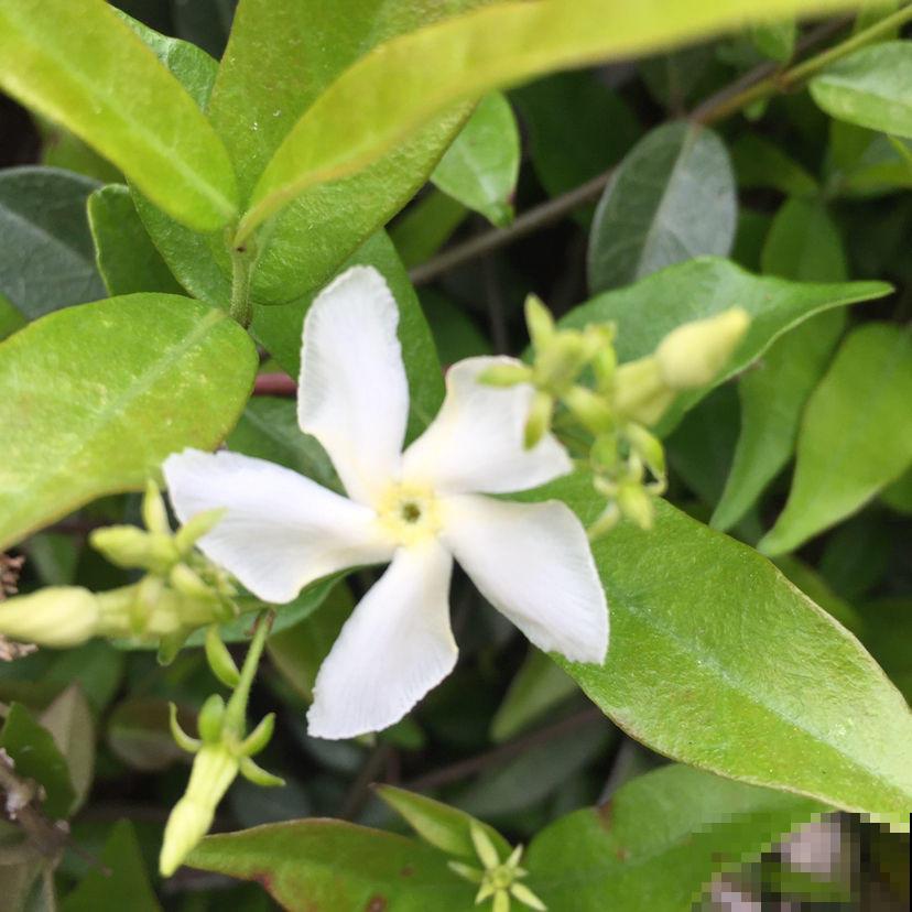长得像大风车的茉莉花，一长一大丛，香味闻着就舒心！