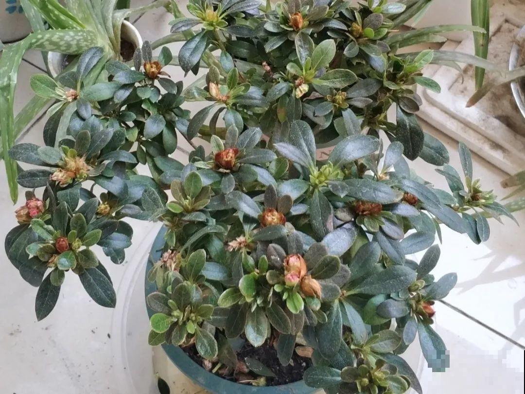 公认难养的6种花，新手慎买，养不活还浪费钱