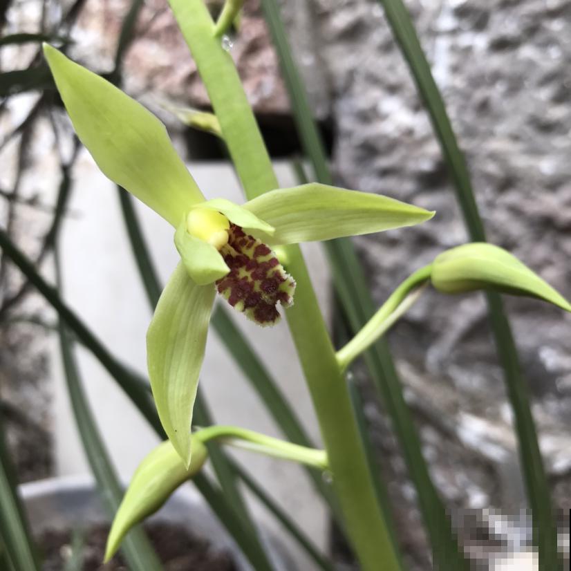 兰花养好几年就是不发新芽，今天给它催一催，过几天就蹭蹭冒！