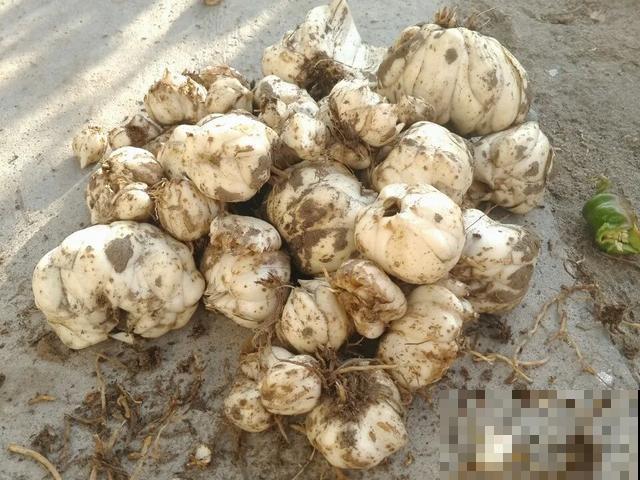 人养花，花也养人，9种花能治病，连医生也爱养！