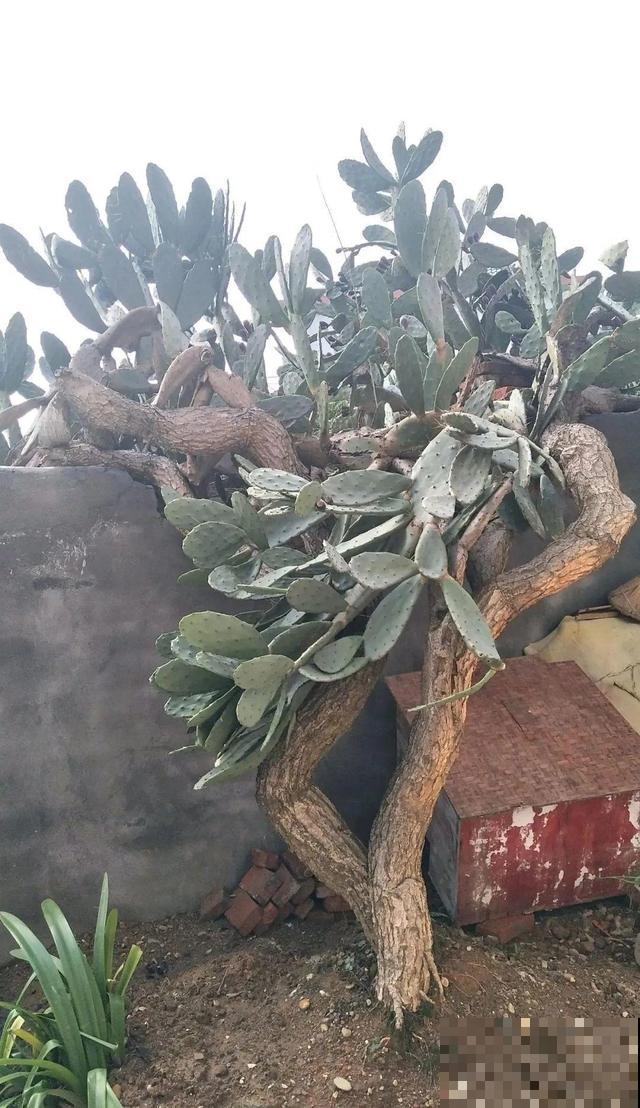 6种花能养成巨无霸，摆在家门口，路过的都称奇！