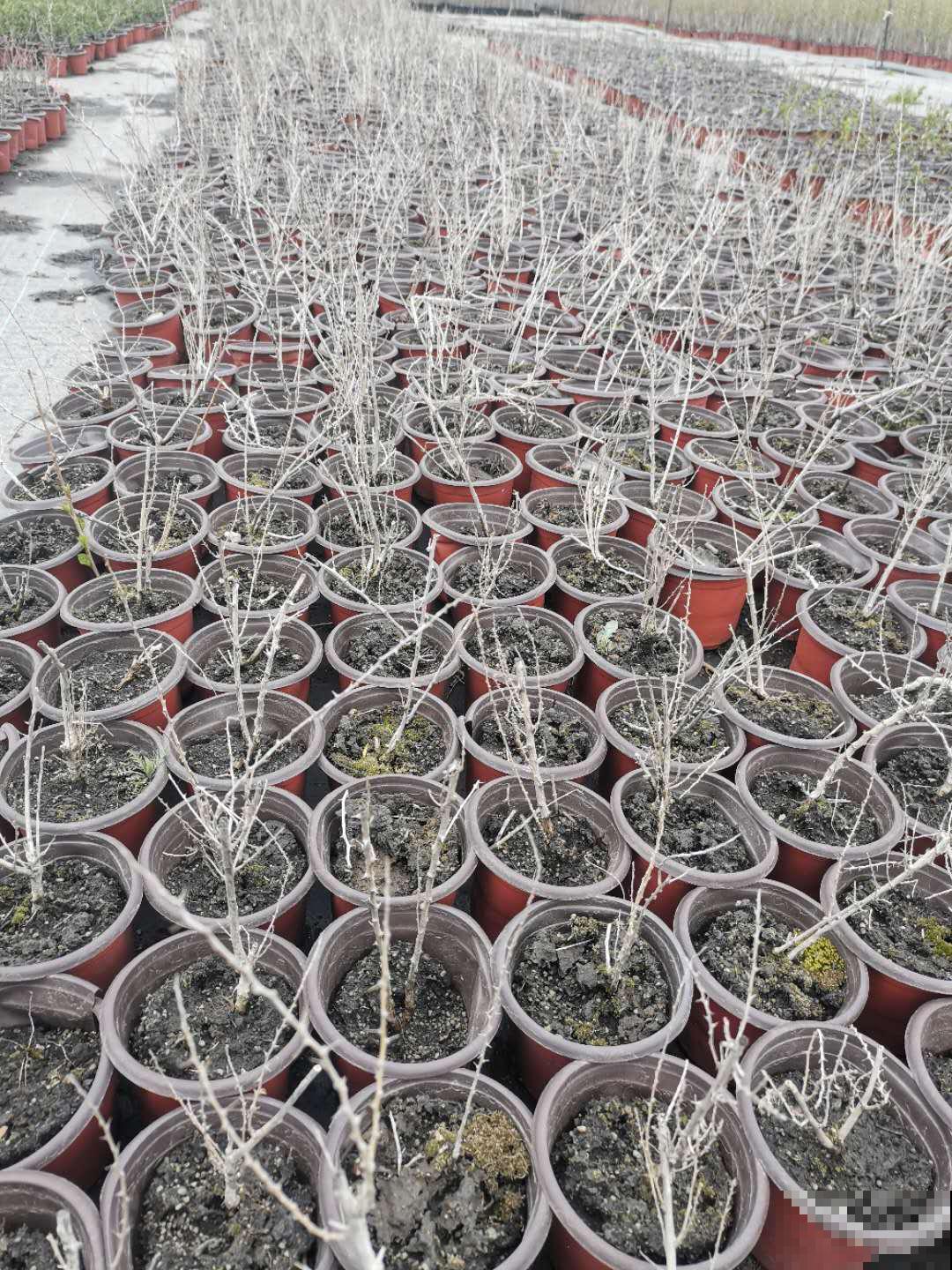 老中医最爱的花，掐一把嫩芽能做菜，泡水喝更养生！
