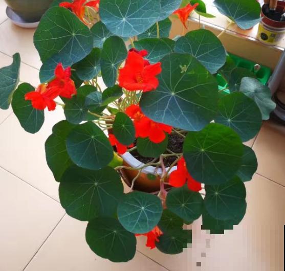 窗户边养盆它，开花能爬1米高，美得像个花帘子！