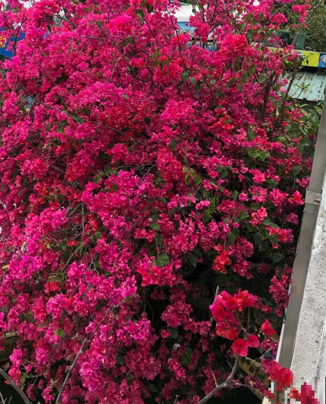 6种花种在大门口，花开一整片，镇宅又霸气！