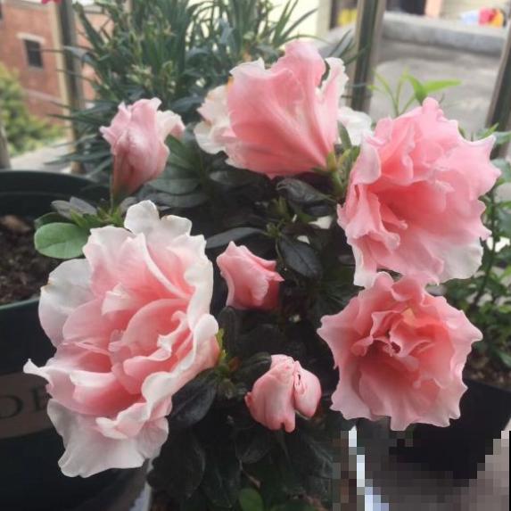 家里这4种花，夏天不要多浇水，一浇就烂根！