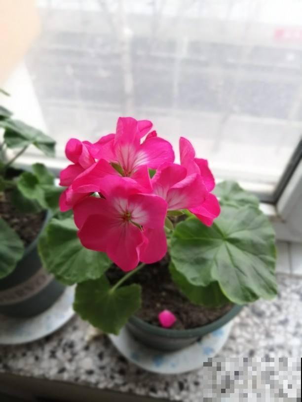 天竺葵熬不过夏季？就是因为春天没干2件事，现在做还来得及！