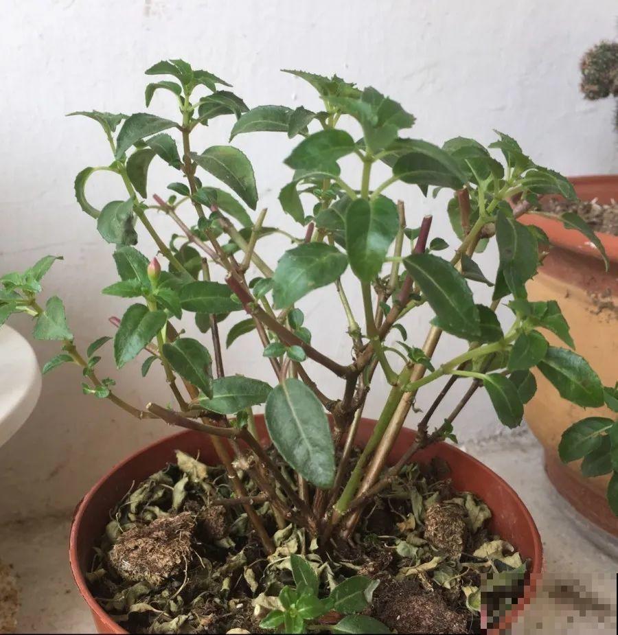 10种花，春天不能晒，躲屋里最安全！