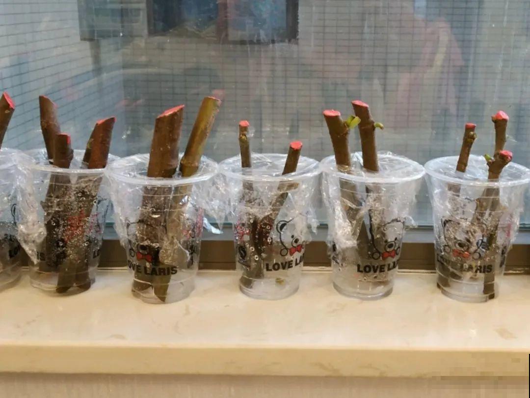 20种常见花，扦插方法大全，不用再花钱买了！