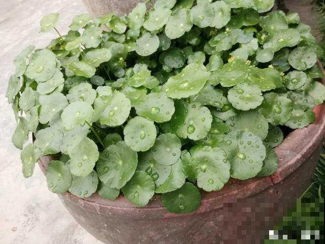 路边捡点它，肥土全搞定，再也不用花钱买