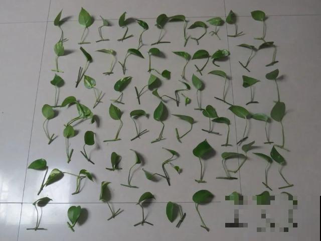 嫌花长得丑，趁现在砍头，满盆都是新叶子！