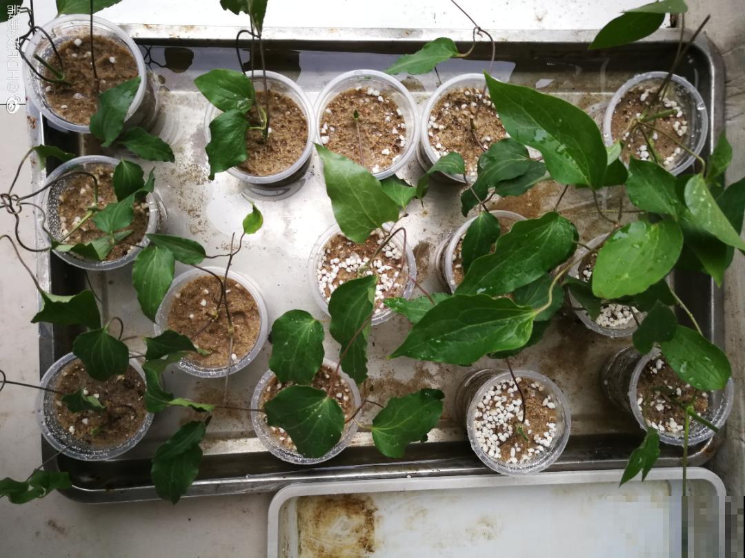 20种常见花，扦插方法大全，不用再花钱买了！