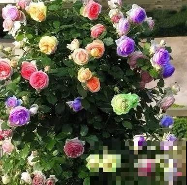 春天买花要注意，6种花千万别买，都是骗人的！
